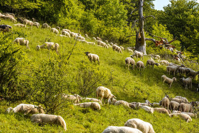 Sheep grazing in pasture