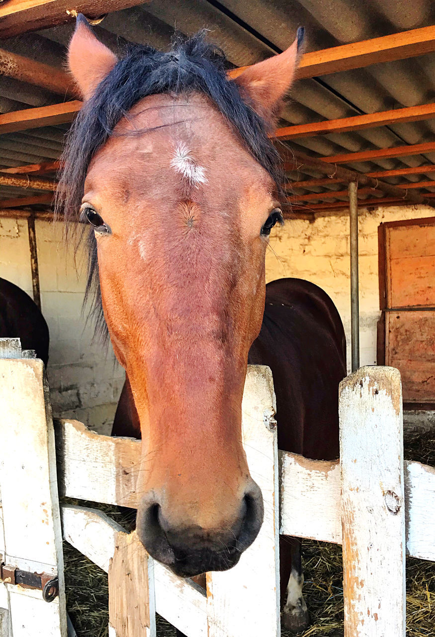 horse, animal, animal themes, mammal, domestic animals, one animal, livestock, animal wildlife, stable, animal body part, pet, animal head, no people, stallion, day, mare, mane, herbivorous, wood, brown, farm, working animal, close-up, outdoors, halter, nature, agriculture