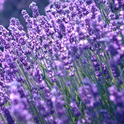 Lavender flower field at sunset rays