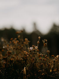 Close-up of plants growing on field against sky