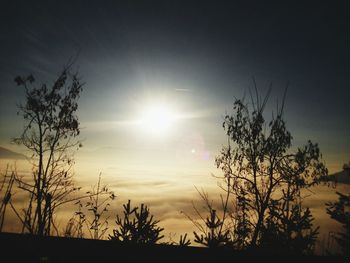 Sun shining through trees