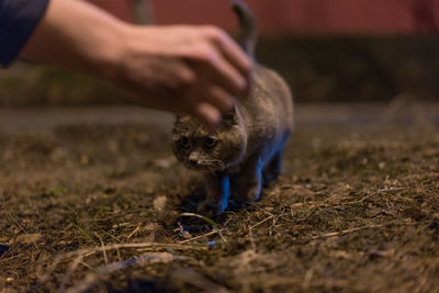 Close-up of hand stroking cat