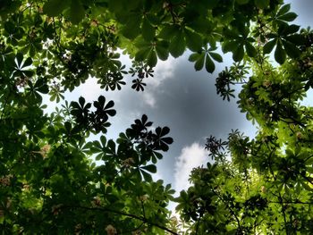 Low angle view of trees against sky