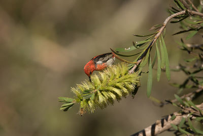 Close-up of bird on plant