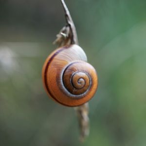 Small snail in the plant