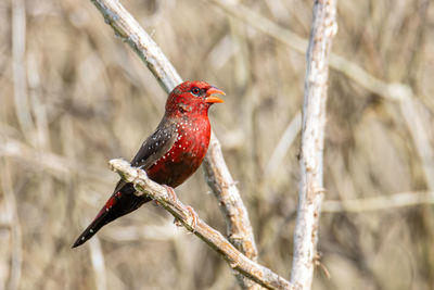 Close-up of a bird perching on branch
