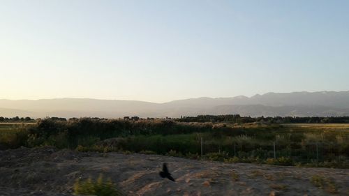 Scenic view of landscape against clear sky