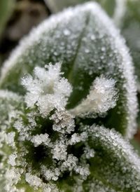 Close-up of frozen flowers