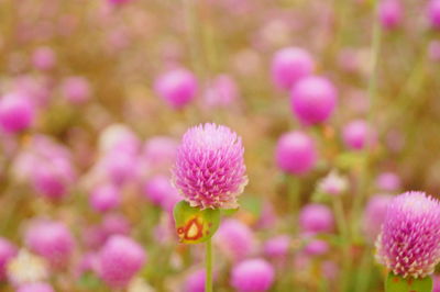 Close-up of pink flowering plants on field