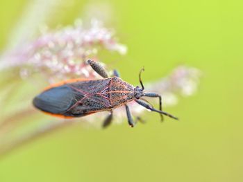 Close-up of insect 