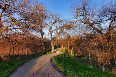 Road amidst bare trees against clear sky