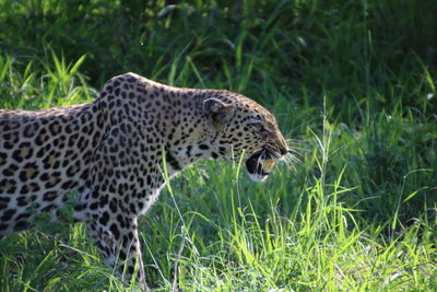 Side view of leopard standing on field