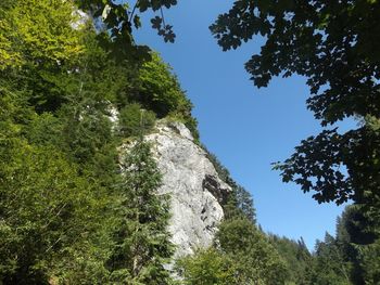 Low angle view of trees on mountain