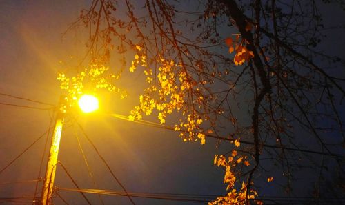Trees against sky at sunset