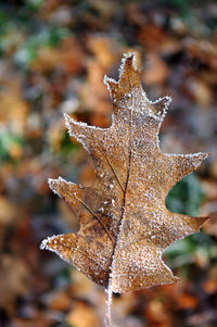 Close-up of dried maple leaves on land