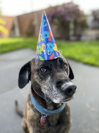 Portrait of old dog wearing a party hat outside