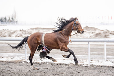 Horse running on beach