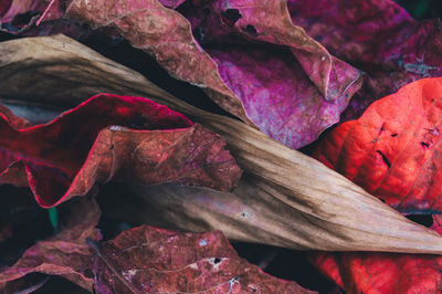 Full frame shot of autumn leaves