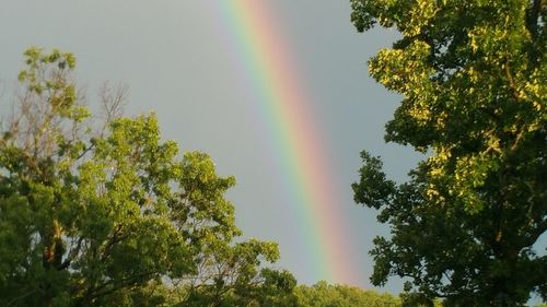 Rainbow over trees