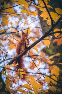 Low angle view of squirrel on tree