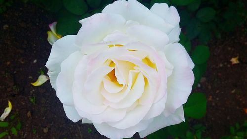 Close-up of white rose blooming outdoors