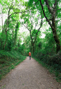 Rear view of man walking on footpath in forest