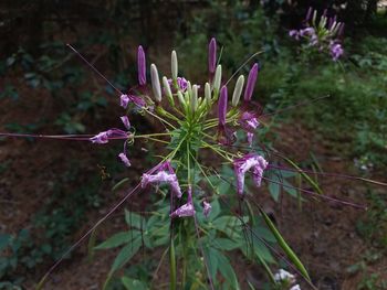 Close-up of purple flowers