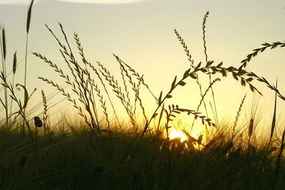 Silhouette plants growing on field against sky during sunset