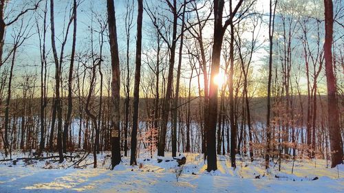 Bare trees on snow covered landscape