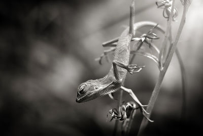 Close-up of lizard on twig