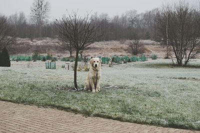 Dog on landscape against sky