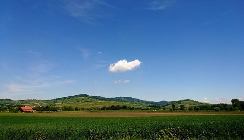 Scenic view of field against blue sky