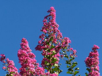 Low angle view of pink flowers against blue sky