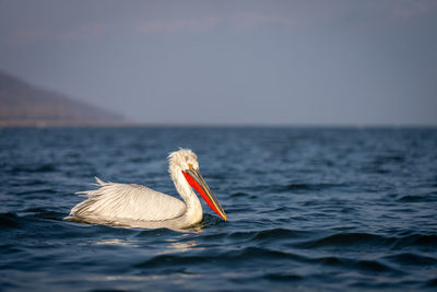 Pelican perching on sea against sky