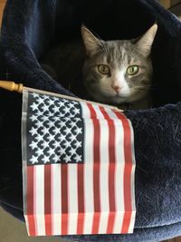 Portrait of cat relaxing at home with american flag