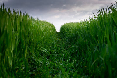 Grass growing on field against cloudy sky