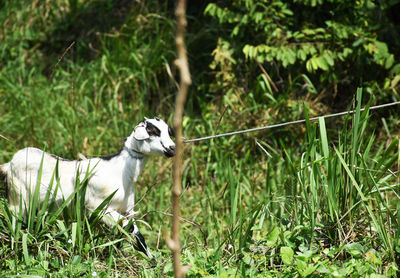 View of sheep on field