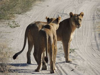 View of two lionesses, one looking back