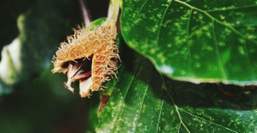 Close-up of insect on plant