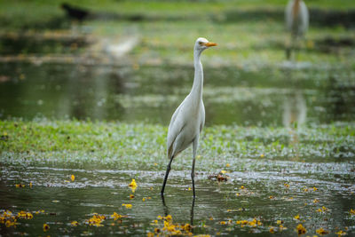 View of heron on lake