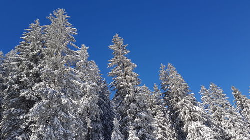 Low angle view of frozen plants against sky