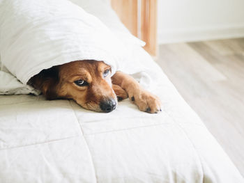 A brown dog looks out from under a blanket on a bed