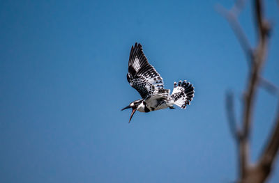 Low angle view of bird flying