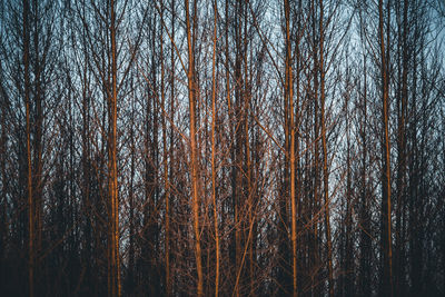 Bare trees in forest during winter