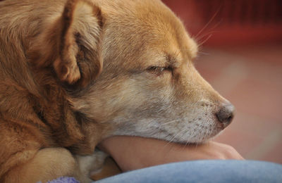 Close-up of dog looking away