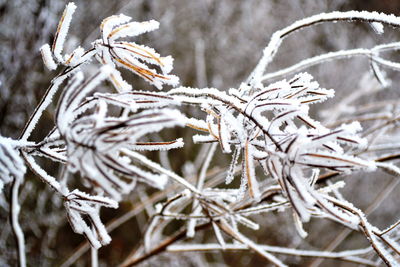 Close-up of frozen plant