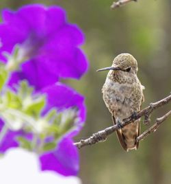 Close-up of bird perching on branch by flower
