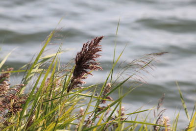 Close-up of grass against blurred background