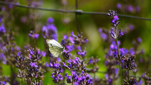 Close-up of butterfly pollinating on purple flowering plant