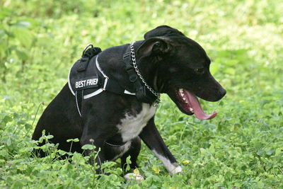 Black dog on field